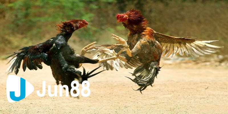 Bí quyết chọn gà đá Bí quyết chọn gà đá