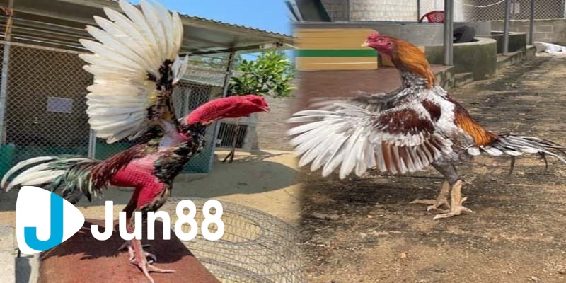 Bí quyết chọn gà đá Bí quyết chọn gà đá